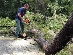 Best Fruit Tree Pruning  in Lyndhurst, OH