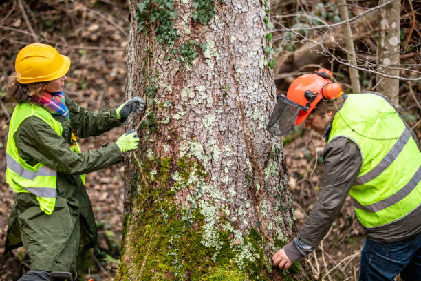 Best Stump Grinding and Removal  in Lyndhurst, OH