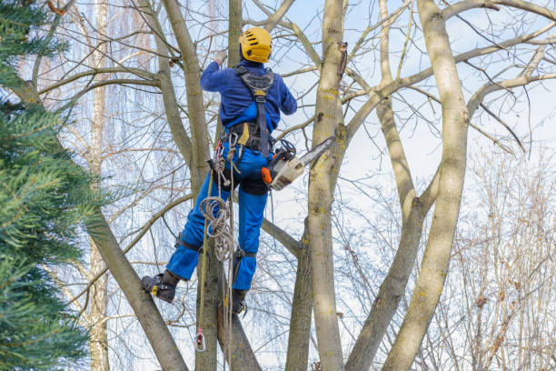 Best Arborist Consultation Services  in Lyndhurst, OH