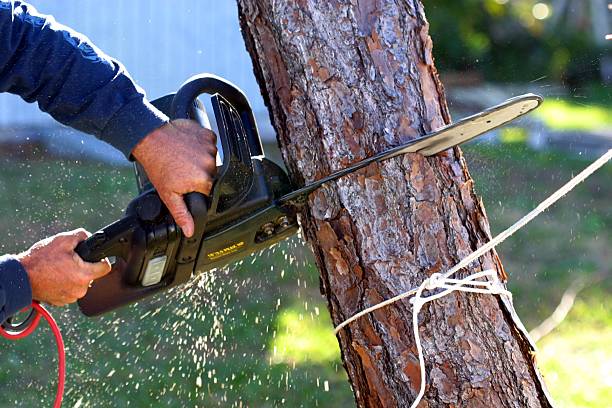 Best Tree Preservation Services  in Lyndhurst, OH