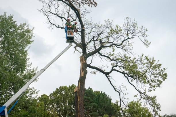 Best Tree Disease Treatment  in Lyndhurst, OH