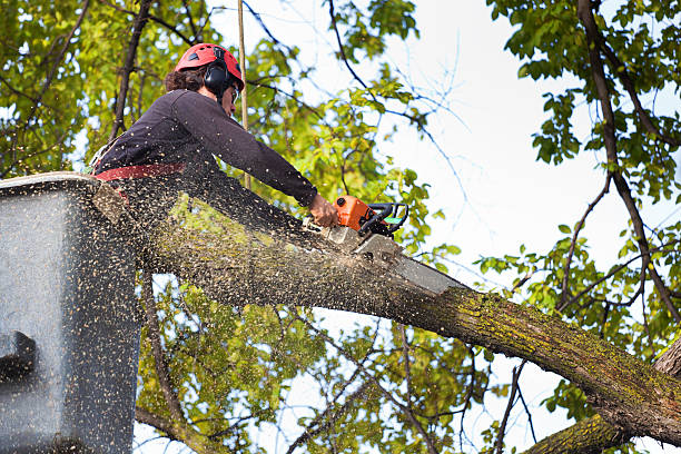 Best Tree Removal  in Lyndhurst, OH