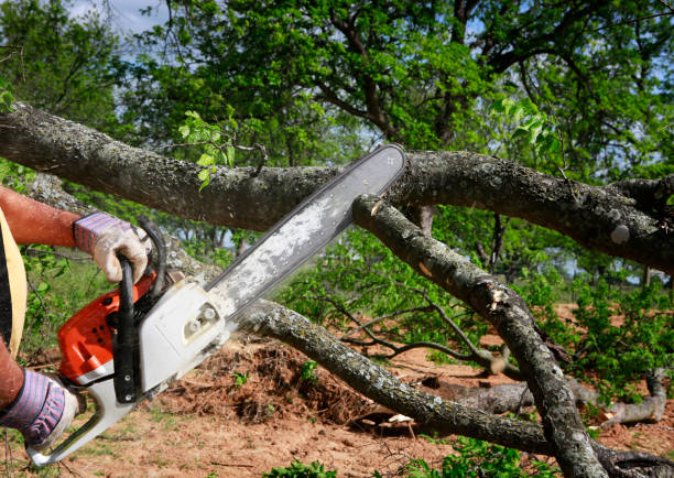 Best Root Management and Removal  in Lyndhurst, OH